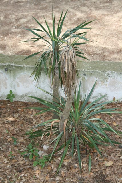 gal/cro 08/small-IMG_4714.JPG